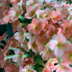 Meet your Posher, Tugba